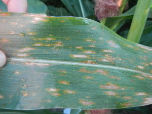 rust in corn