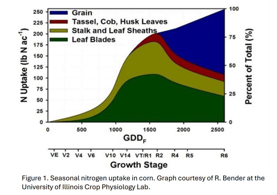 Seasonal nitrogen uptake in corn. 