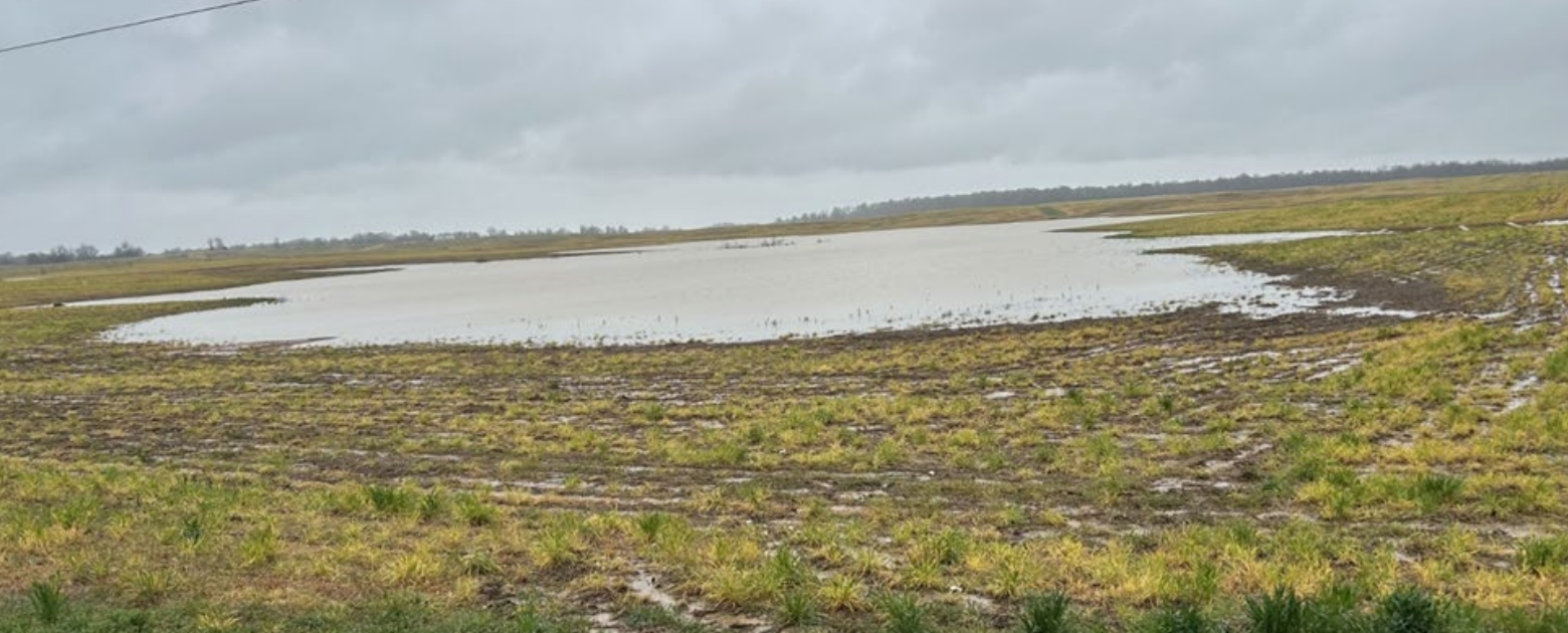 Figure 2. Ponded water in a Caldwell County row-crop field where the cover crop has been terminated. Photo courtesy of Edwin Ritchey.