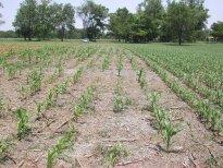 The corn on the left and center was planted on April 4, while the corn on the far right right was planted around the end of April. The corn planted April 4 received a heavy frost in late April that caused very poor stands after the frost. The corn planted in late April avoided the frost and has a very good stand. The corn on the left was at V5 growth stage and the corn on the right was at V4 on June 5, 2003.