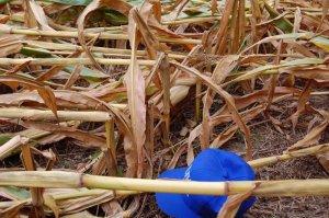 Corn lodged on Sept. 15, 2008 in Butler County, KY. Photo submitted by Greg Drake, ANR Agent, Butler County.