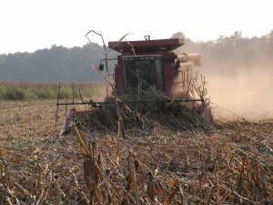 Add-on headers may help pick up corn plants laid flat to the ground. Photo submitted by Curt Judy, ANR Agent, Todd County.