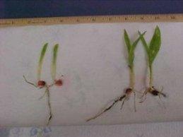 Comparison of coated seedlings from coated corn (on the left) and uncoated corn (on the right). This photo was taken on April 28, 2003 in Ballard County. Photo by Tom Miller, Ballard County Extension Agent for Agriculture and Natural Resources