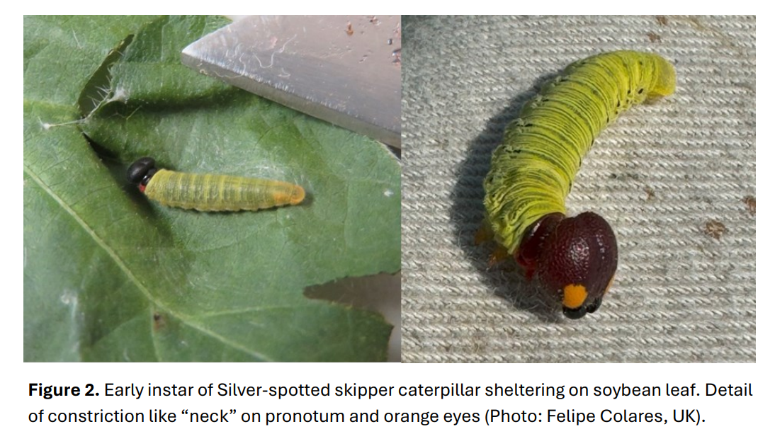 Silver spotted skipper caterpillar