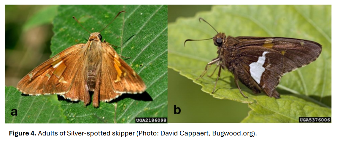Silver spotted skipper moth