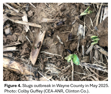 slugs outbreak in Wayne County, Kentucky
