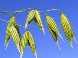 Oats. Photo by Andreas Trepte, CC BY-SA 2.5 via Wikimedia Commons