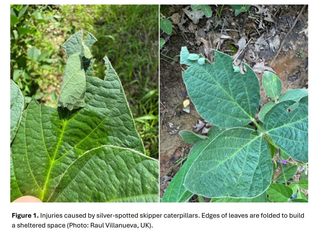Silver spotted skipper damage on soybean