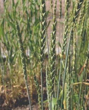 Spelt. Photo by https://commons.wikimedia.org/wiki/File:Spelt.jpg